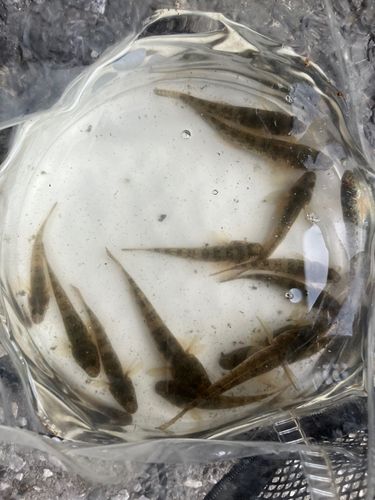 ハゼの釣果