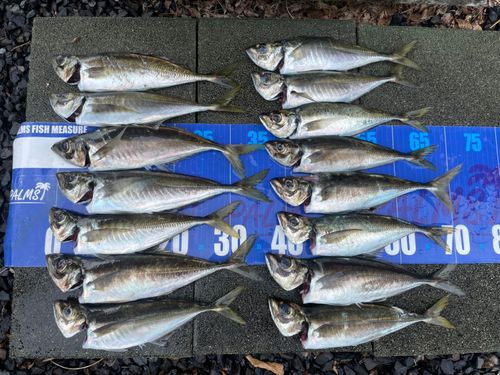 アジの釣果