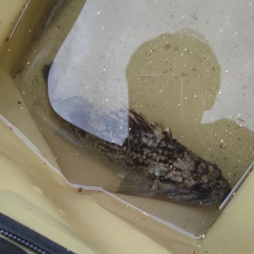 クロソイの釣果