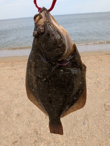 イシガレイの釣果