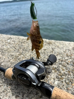 キジハタの釣果
