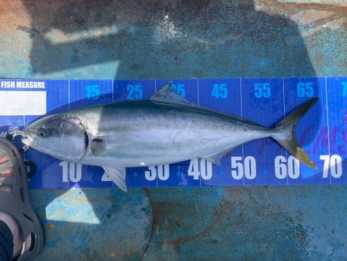 ワラサの釣果