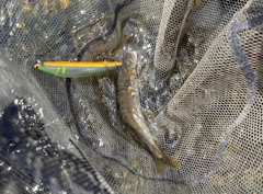 アユの釣果