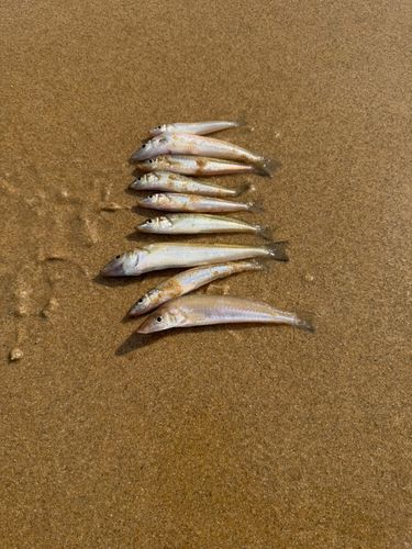 キスの釣果