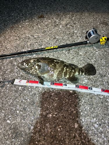 チャイロマルハタの釣果