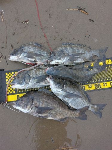 チヌの釣果