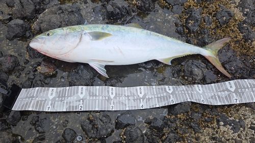 ワラサの釣果