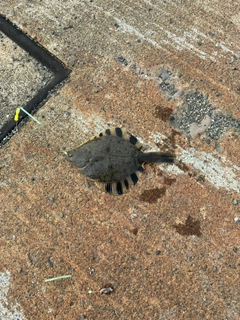 カワガレイの釣果