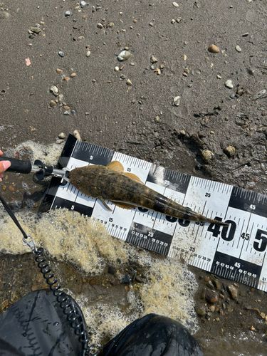 マゴチの釣果