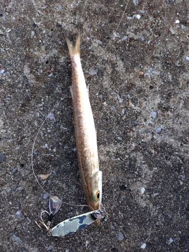 カマスの釣果