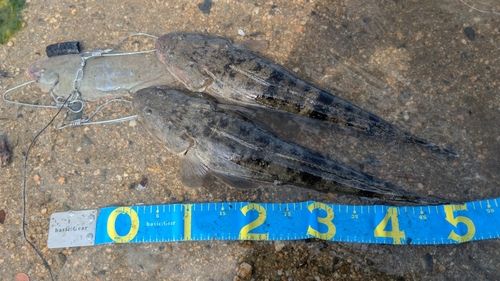 マゴチの釣果