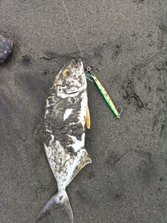 ワカシの釣果