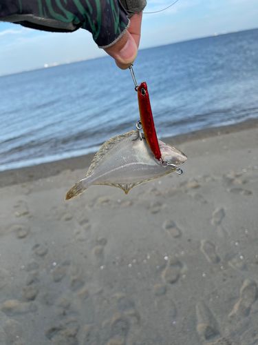 ソゲの釣果