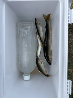 アユの釣果