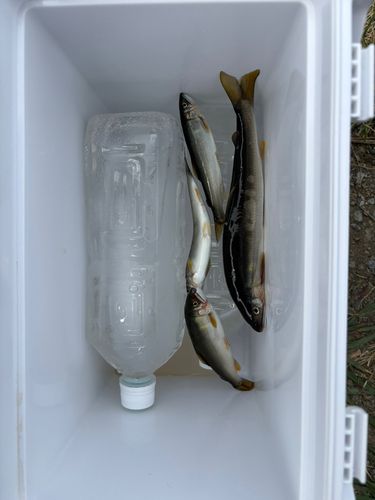 アユの釣果