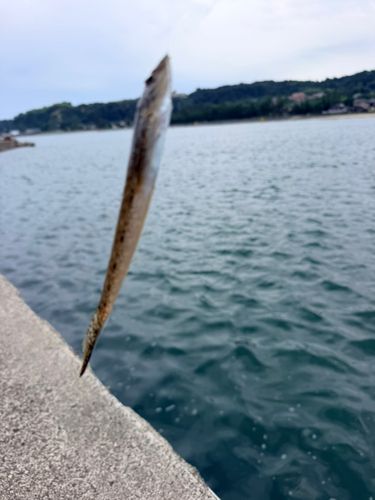 キスの釣果