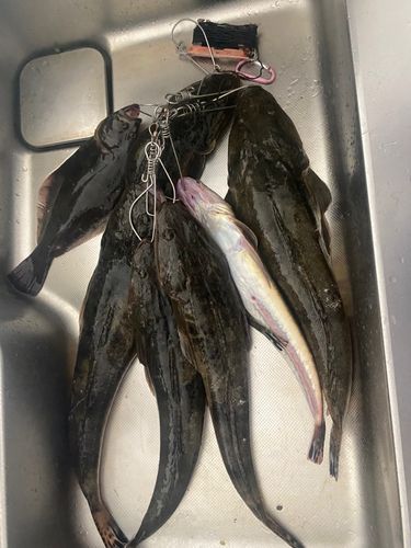 マゴチの釣果