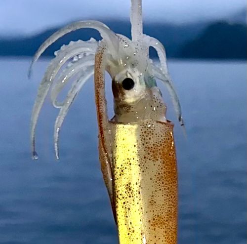 スルメイカの釣果