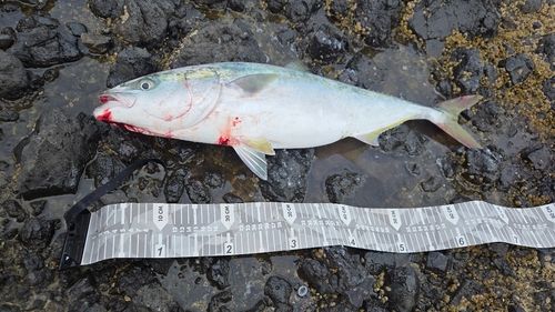 ワラサの釣果
