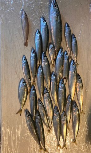 サバの釣果
