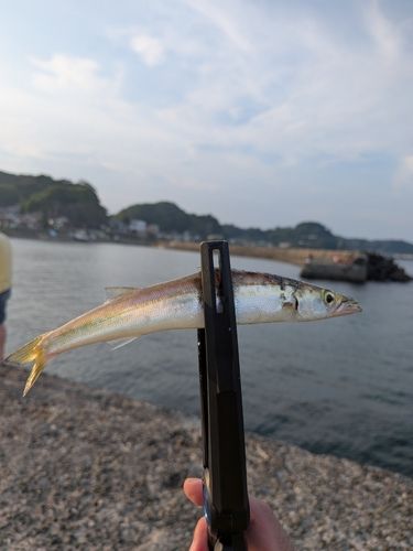 カマスの釣果