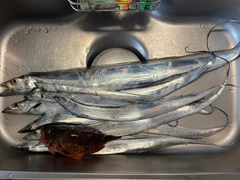 タチウオの釣果