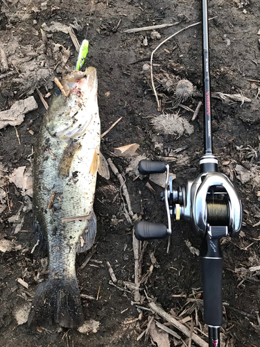 ブラックバスの釣果