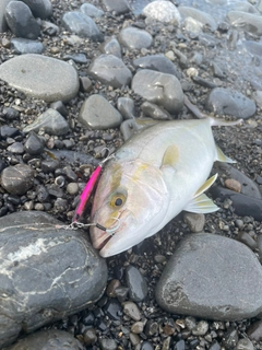 ショゴの釣果