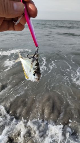 ヒイラギの釣果