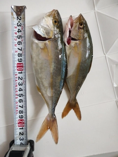ショゴの釣果