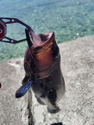 アオノメハタの釣果