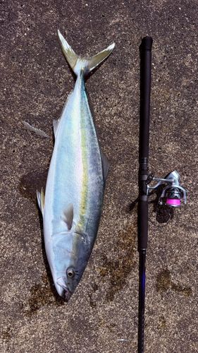 メジロの釣果