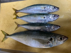 マルアジの釣果