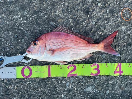 マダイの釣果