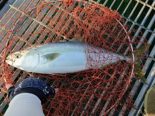 ハマチの釣果