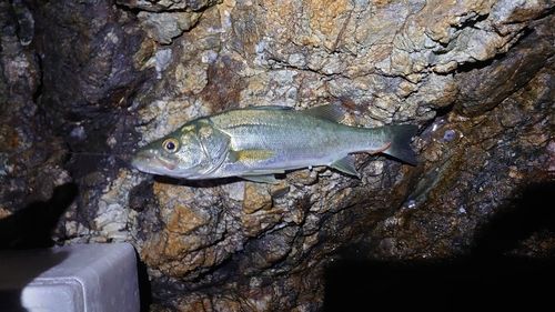 セイゴ（マルスズキ）の釣果