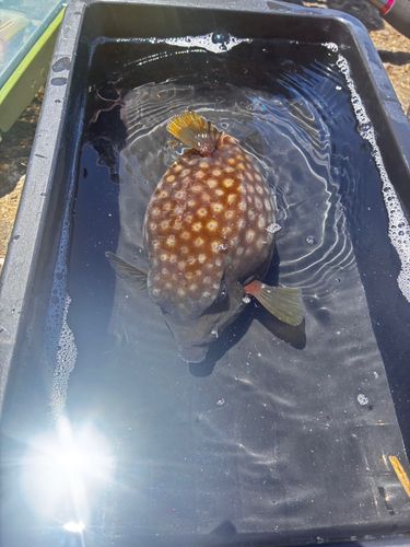 ハコフグの釣果