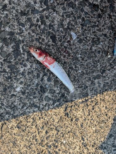 イワシの釣果