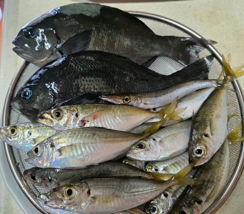 アジの釣果