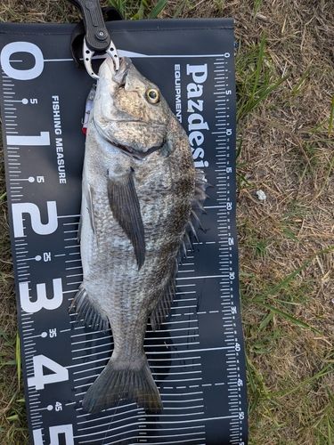 チヌの釣果