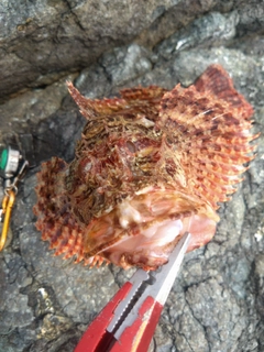 オニカサゴの釣果
