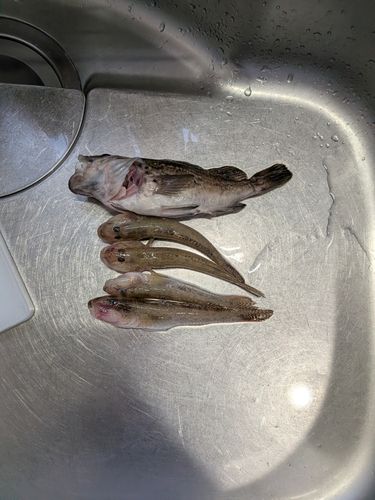 アイナメの釣果