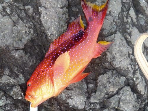 バラハタの釣果