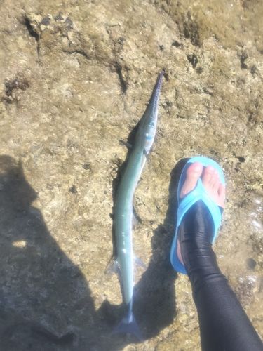 ダツの釣果