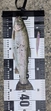アマゴの釣果