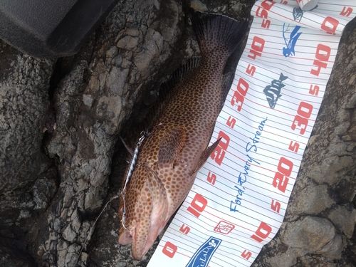 オオモンハタの釣果