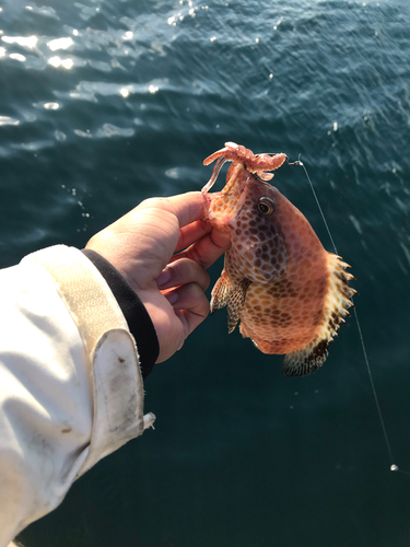 オオモンハタの釣果