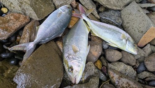 ネリゴの釣果