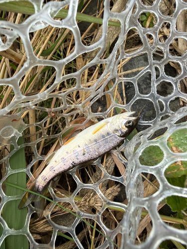 ヤマメの釣果