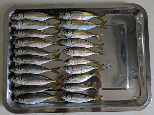 アジの釣果